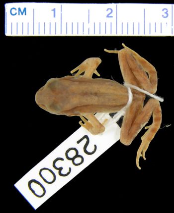 Media type: image; Herpetology A-28300